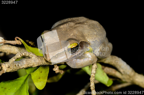 Image of boophis doulioti, kirindy