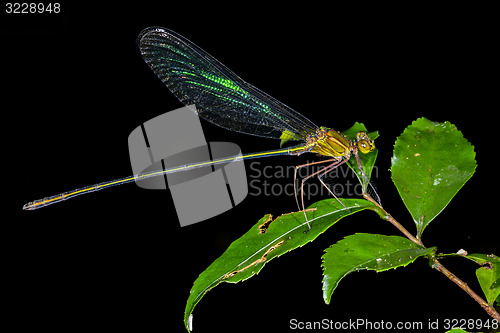 Image of iridescent damselfly, andasibe