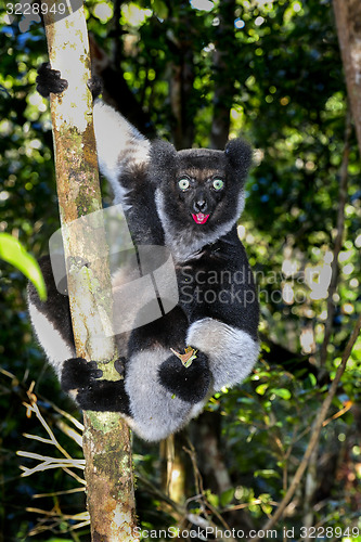 Image of indri, andasibe