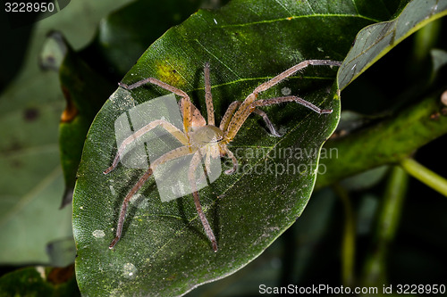 Image of huntsman spider, ranomafana, madagascar