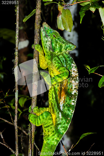 Image of parson’s chameleon, andasibe