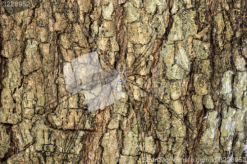 Image of long-spinnered bark spider, tsingy de bemahara