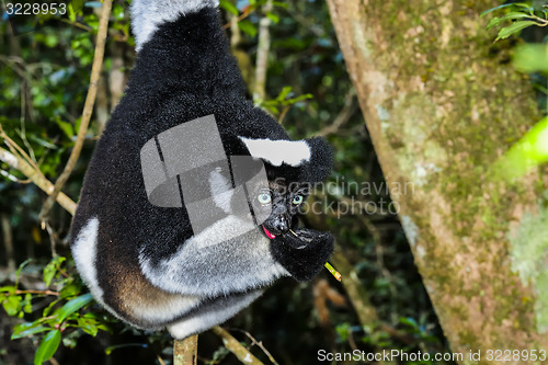 Image of indri, andasibe