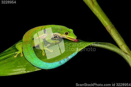 Image of peacock day gecko, phelsuma quadriocellata