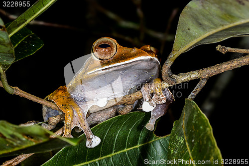 Image of boophis madagascariensis, andasibe