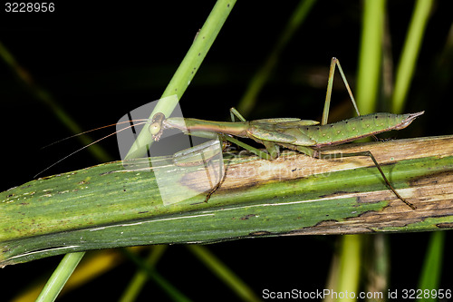 Image of praying mantis, ranomafana