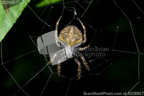 Image of spider, ranomafana, madagascar