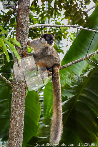 Image of common brown lemur, andasibe