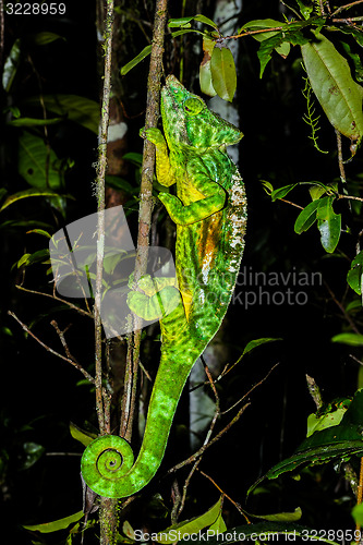 Image of parson’s chameleon, andasibe