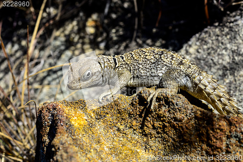 Image of oplurus cyclurus, isalo