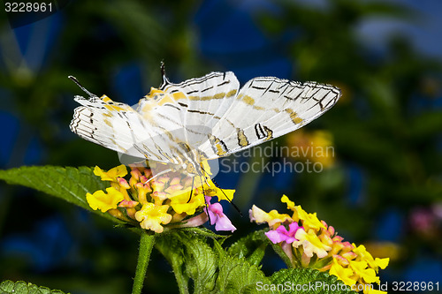 Image of african map butterfly, ranomafana