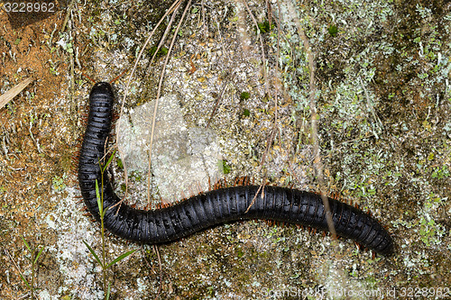 Image of millipede, ranomafana, madagascar