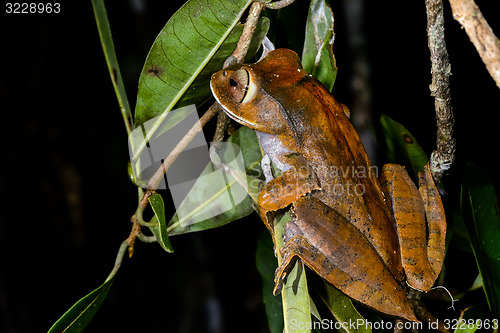 Image of boophis madagascariensis, andasibe