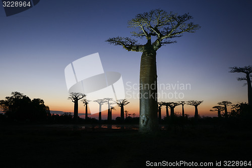 Image of baobab avenue, menabe