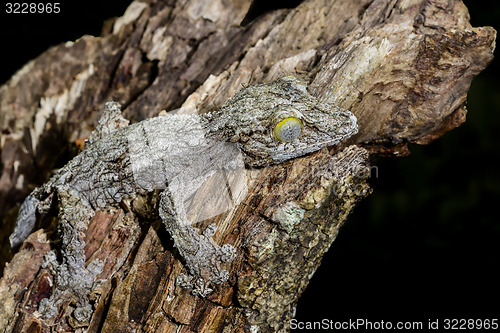 Image of giant leaf-tail gecko, marozevo