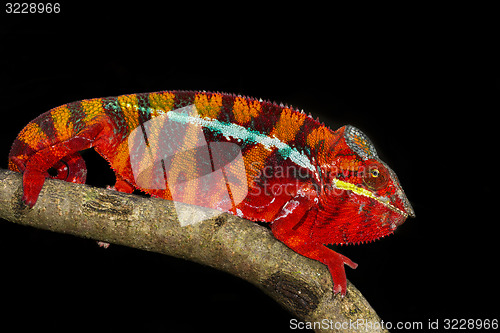 Image of panther chameleon, marozevo