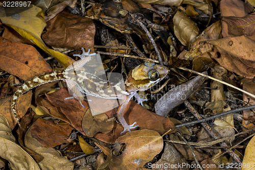 Image of big headed gecko, kirindy