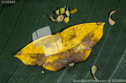 Image of moth, epigynopteryx ansorgei, ranomafana