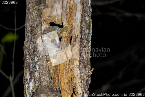 Image of grey mouse lemur, kirindy