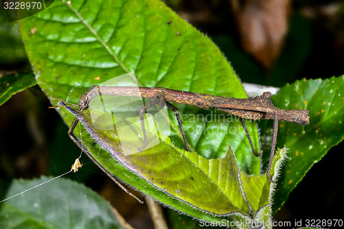 Image of stick insect, andasibe