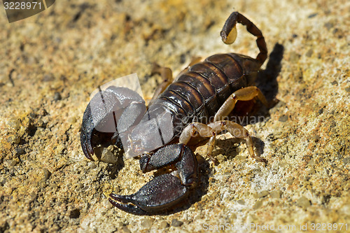 Image of opisthacanthus madagascariensis, isalo