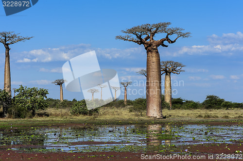 Image of baobab avenue, menabe