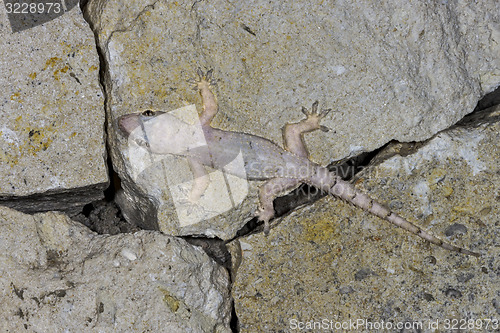 Image of hemidactylus mercatorius, ifaty