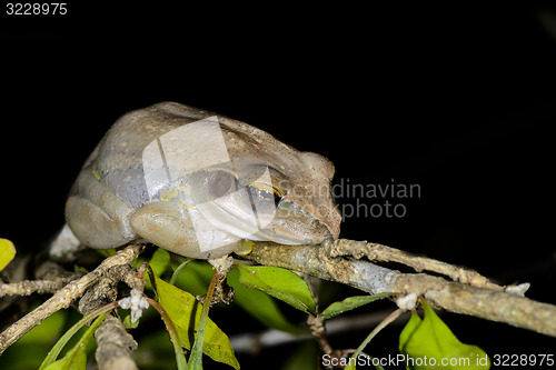 Image of boophis doulioti, kirindy