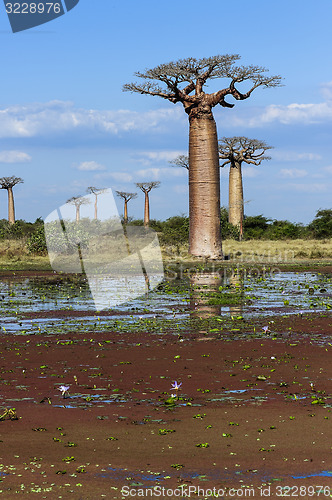 Image of baobab avenue, menabe