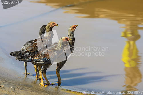 Image of chickens drinking water from the river, near menabe