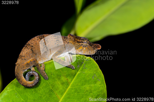 Image of big-nosed chameleon, calumma nasutum, andasibe