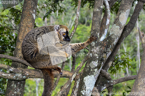 Image of red-fronted brown lemur, lemur island, andasibe