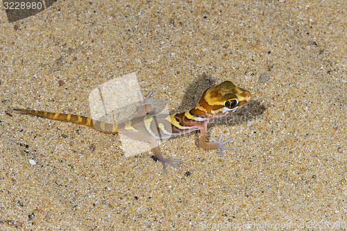 Image of big headed gecko, ifaty