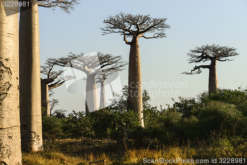 Image of baobab avenue, menabe