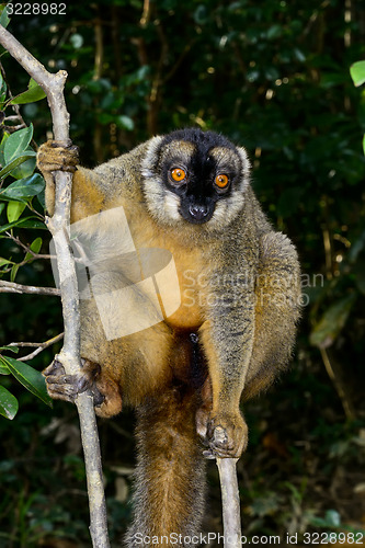Image of common brown lemur, lemur island, andasibe