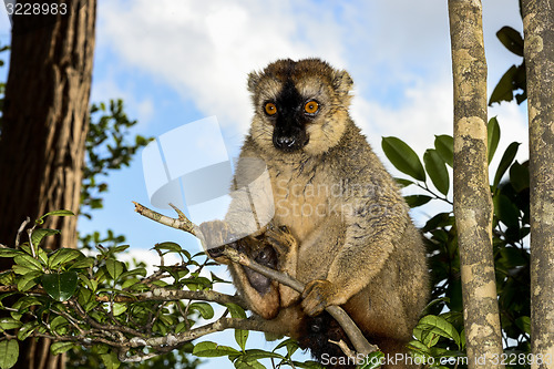 Image of red-fronted brown lemur, lemur island, andasibe