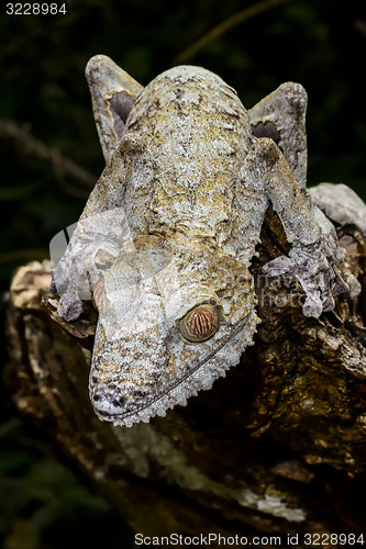 Image of giant leaf-tail gecko, marozevo