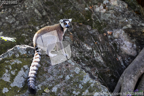 Image of ring-tailed lemur, isalo, madagascar