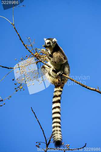 Image of ring-tailed lemur, lemur catta, anja