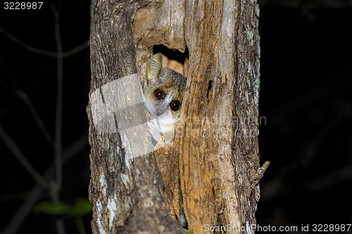 Image of grey mouse lemur, kirindy