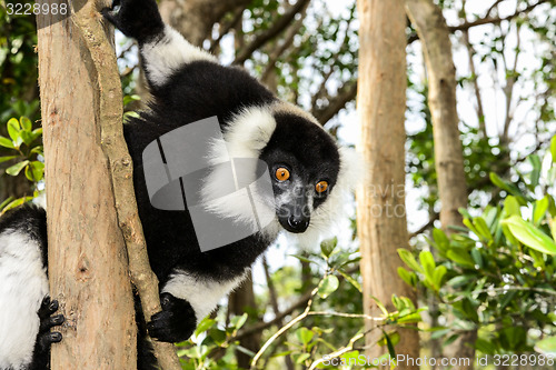 Image of black-and-white ruffed lemur, lemur island, andasibe