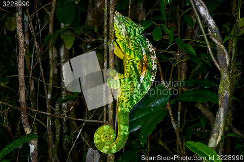 Image of parson’s chameleon, andasibe