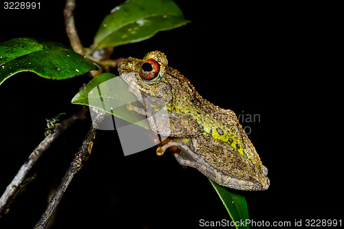 Image of guibe\'s warty treefrog, andasibe