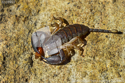 Image of opisthacanthus madagascariensis, isalo