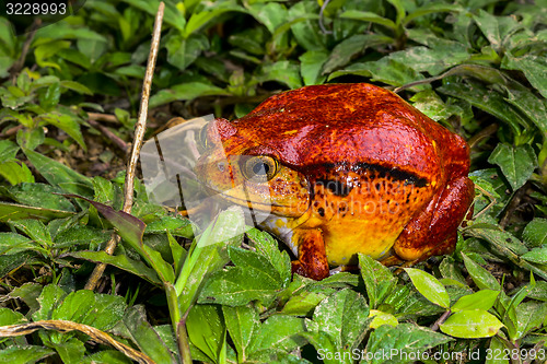 Image of tomato frog, dyscophus antongilii, marozevo