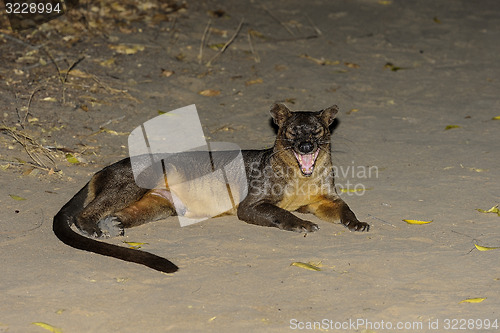 Image of fossa, kirindy