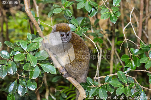 Image of grey bamboo lemur, lemur island, andasibe