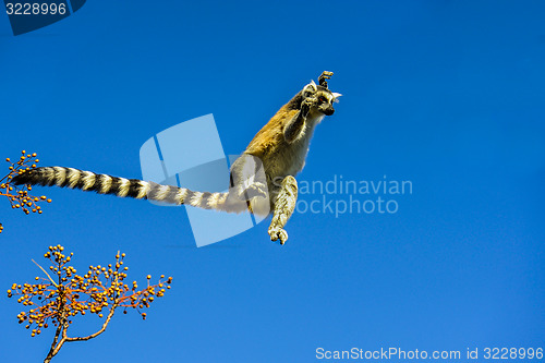 Image of ring-tailed lemur, lemur catta, anja