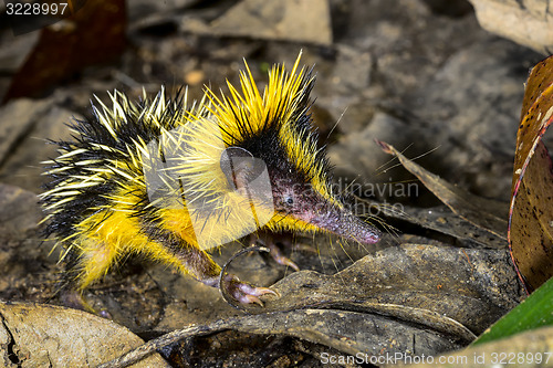 Image of lowland streaked tenrec , andasibe