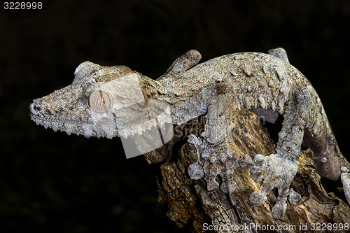 Image of giant leaf-tail gecko, marozevo